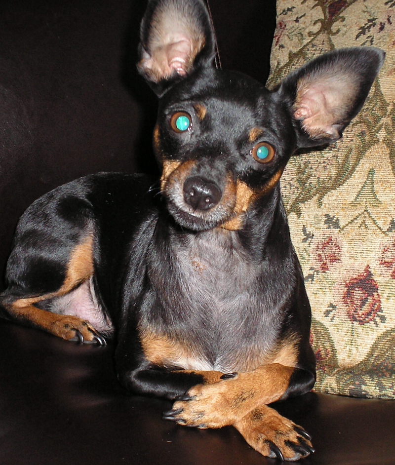 Miniature Pinscher with dry skin patches