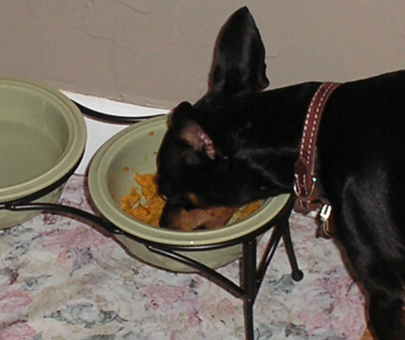 Min Pin eating Chicken Chow